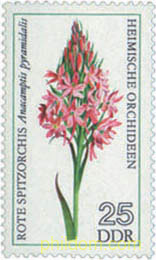 ORQUIDEAS