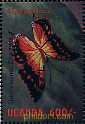 MARIPOSAS DE UGANDA