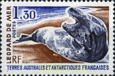 LEOPARDO MARINO