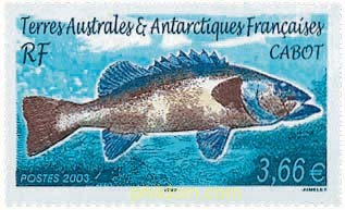 FAUNA ANTARTICA