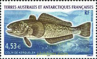 FAUNA ANTARTICA