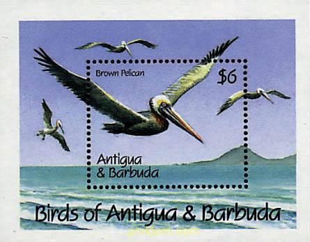 AVES