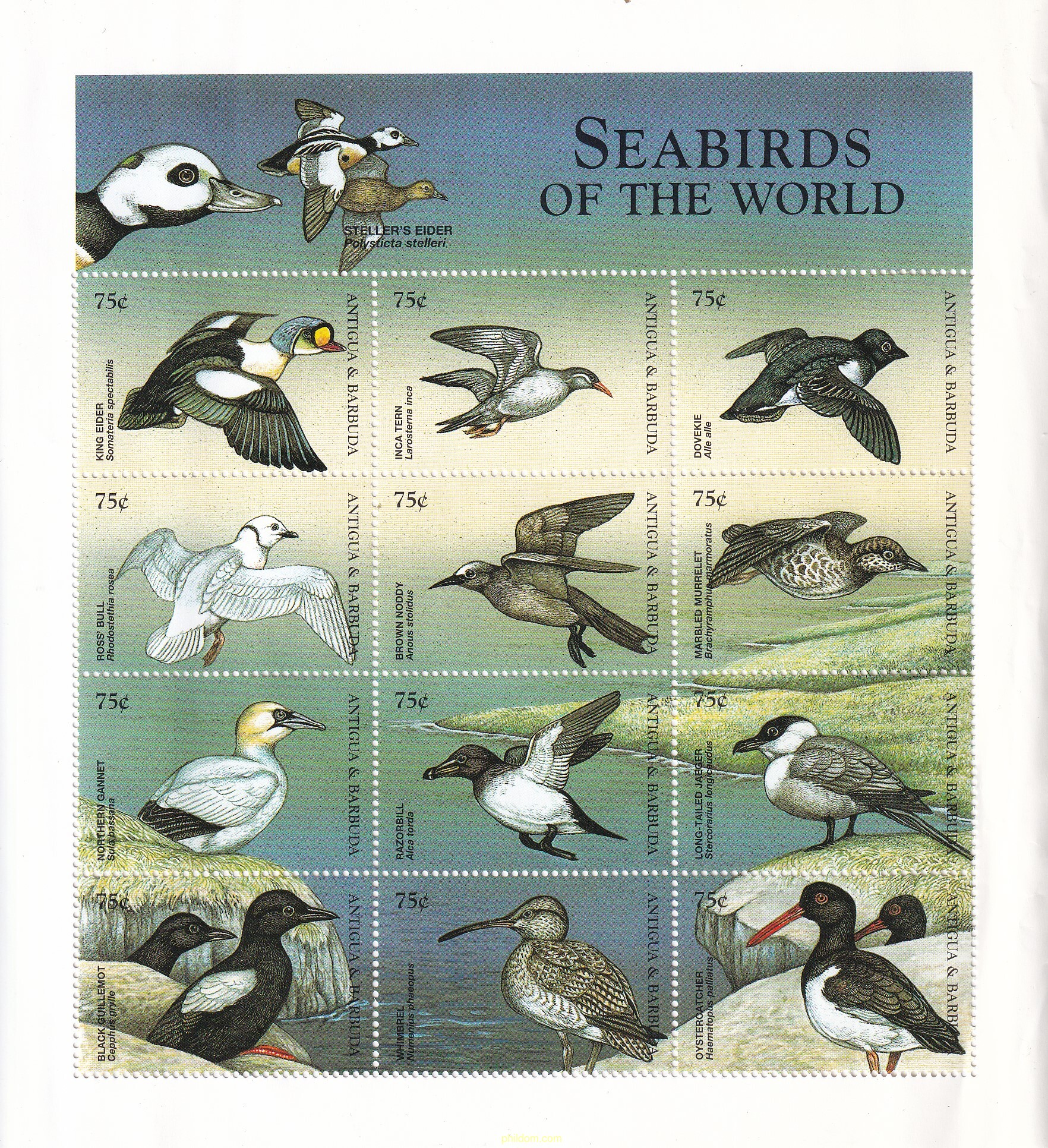 PAJAROS MARINOS DEL MUNDO