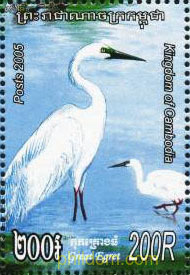 AVES