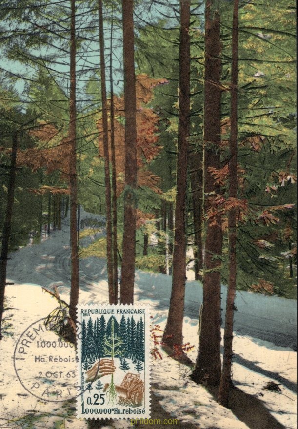 CAMPAÑA DE REFORESTACION