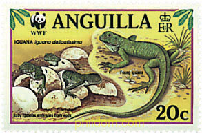 IGUANA DEL CARIBE