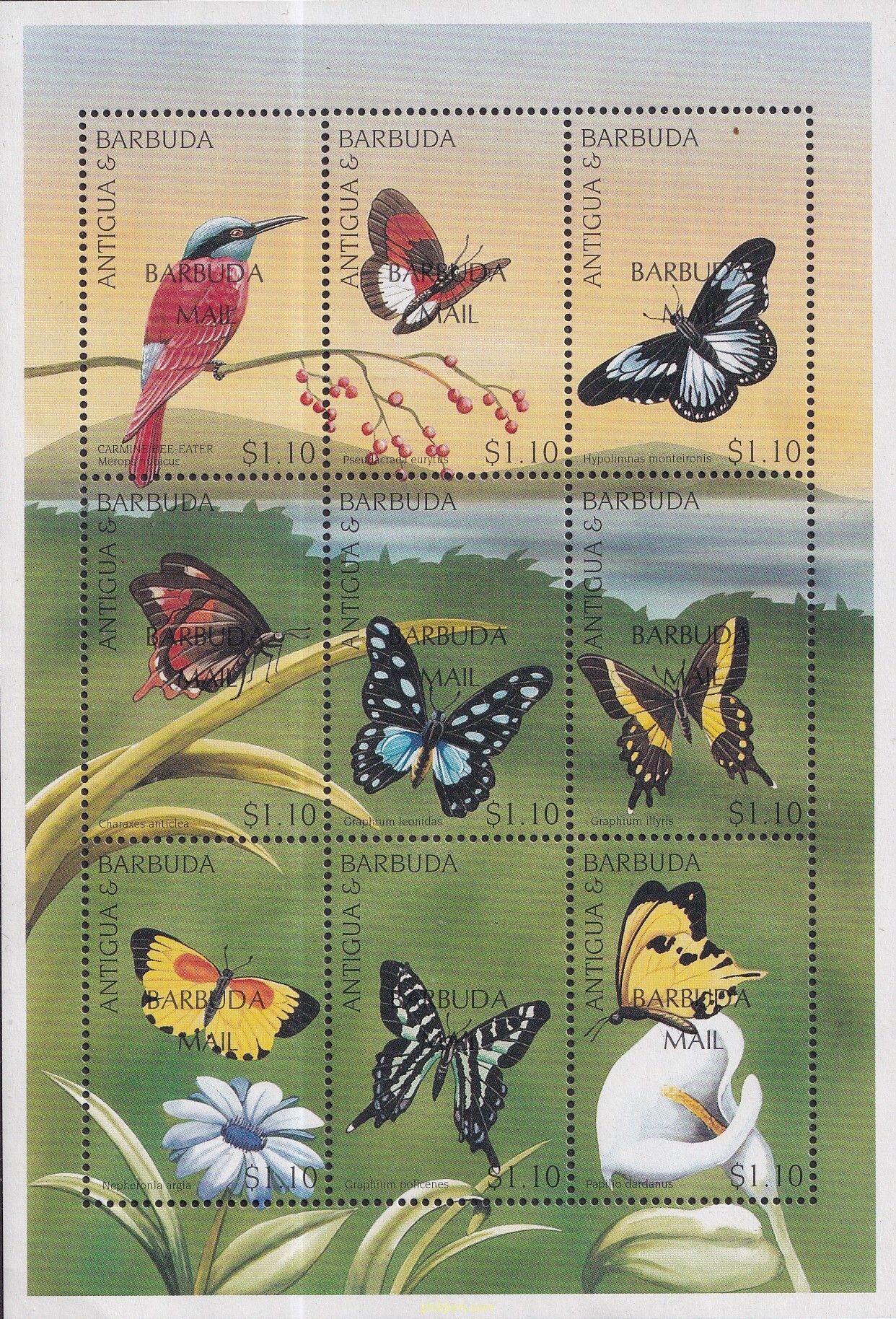 PAJAROS Y MARIPOSAS AFRICANAS