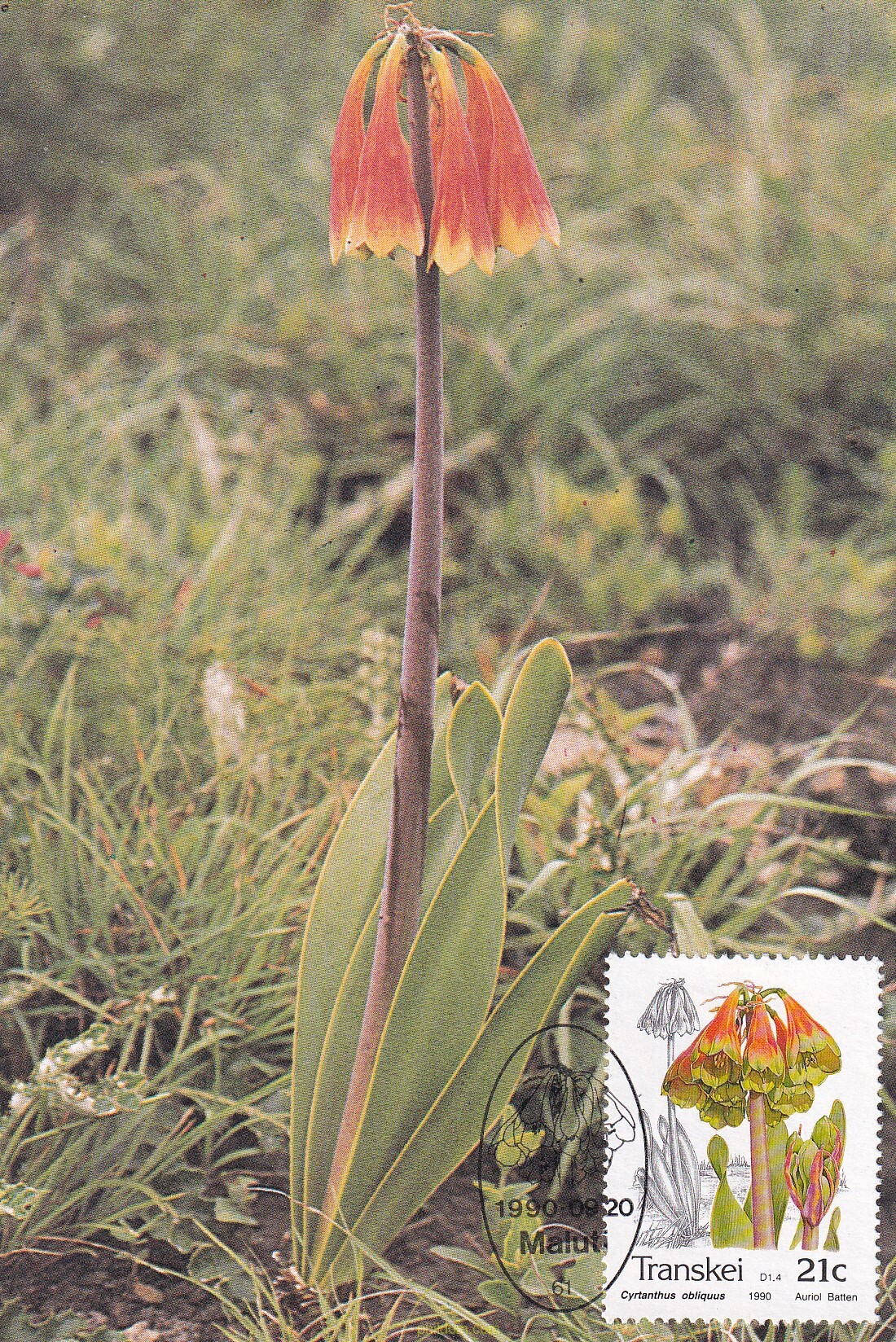 FLORES AUTOCTONAS
