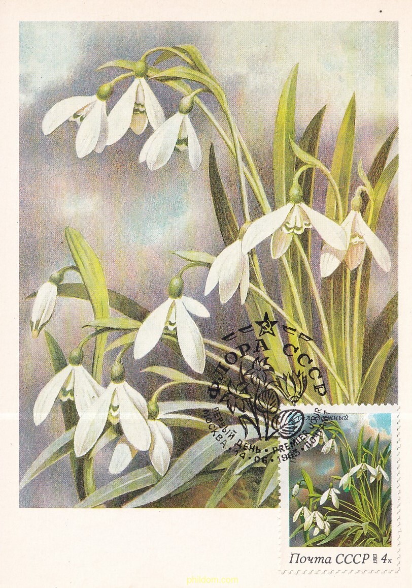 FLORES