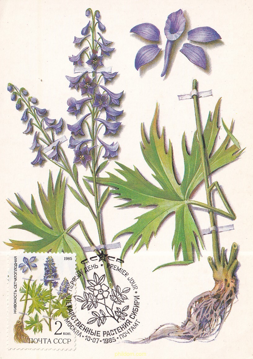 PLANTAS MEDICINALES