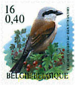 AVES