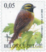 AVES