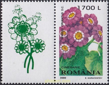 FLORES