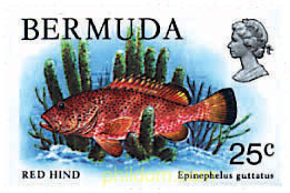 FAUNA DE LAS BERMUDAS