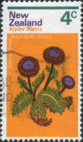 FLORES DE MONTAÑA