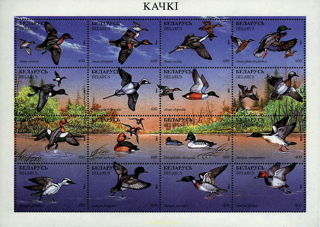 AVES ACUATICAS