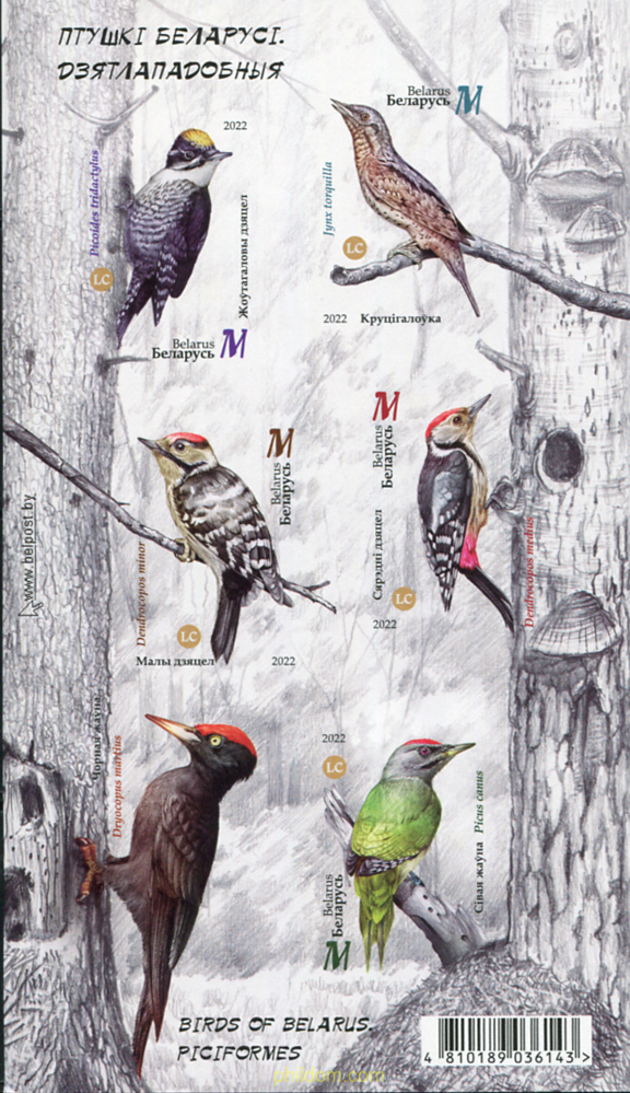 AVES PICIFORMES