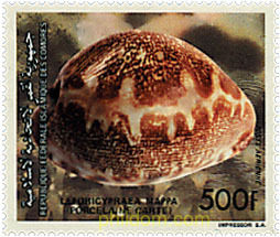FAUNA MARINA. CONCHAS