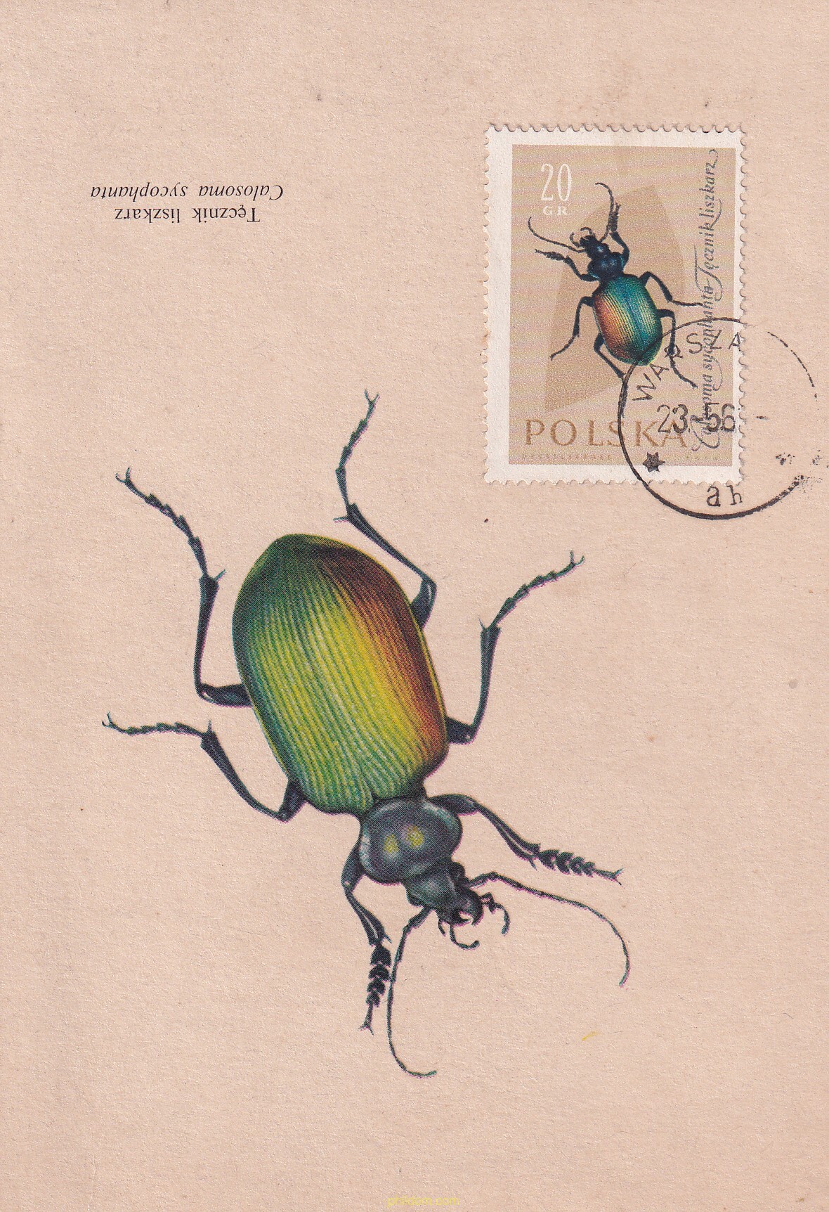 INSECTOS